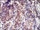 ID2 Primary Antibody MP30450P  [M4E12G5]