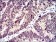ID2 Primary Antibody MP30450P  [M4E12G5]