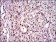 PCNA Primary Antibody MP30453P [M7H4F8]