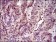 PCNA Primary Antibody MP30453P [M7H4F8]