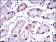 SLC27A5 Primary Antibody MP30454P  [M4B11C10]
