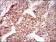 MAP1LC3A Primary Antibody MP30457P [M5B10D8]