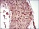MAP1LC3A Primary Antibody MP30457P [M5B10D8]