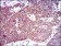 PDE1B Primary Antibody  MP30464A [M5C4A3]