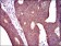PDE1B Primary Antibody  MP30464A [M5C4A3]