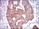 PDE1B Primary Antibody MP30464P [M5C4A3]