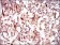 GUCY1A3 Primary Antibody  MP30467A [M3G6B2]