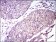 GUCY1A3 Primary Antibody  MP30467A [M3G6B2]