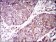 GUCY1A3 Primary Antibody MP30467P [M3G6B2]