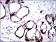 CK5 Primary Antibody MP30468A  [M10C11E6]