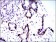 CK5 Primary Antibody MP30468P  [M10C11E6]