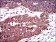 DCTN4 Primary Antibody MP30469A  [M3G9D7]