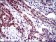CLGN Primary Antibody  MP30473P [M9C8G10]