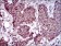 MRPL42 Primary Antibody MP30483A [M3H6H2]