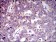MRPL42 Primary Antibody MP30483A [M3H6H2]