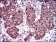 MRPL42 Primary Antibody MP30483P [M3H6H2]