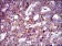 MRPL42 Primary Antibody MP30483P [M3H6H2]