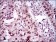 TP53BP1 Primary Antibody MP30484A [M6B3E10]