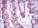 TP53BP1 Primary Antibody MP30484P [M6B3E10]