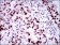 TP53BP1 Primary Antibody MP30484P [M6B3E10]