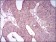 EGFR mutant Primary Antibody MP30486A [M5G9B5]