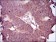 EGFR mutant Primary Antibody MP30486P [M5G9B5]