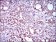 KLF1 Primary Antibody MP30489 [M1B6A3]