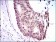 KLF1 Primary Antibody MP30489 [M1B6A3]