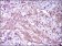 MAPK14 Primary Antibody MP30491 [M8G4D11]