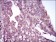 MAPK14 Primary Antibody MP30491 [M8G4D11]