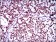 Ring1 Primary Antibody MP30500 [M8C12F4]