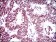 Ring1 Primary Antibody MP30500 [M8C12F4]
