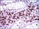 CD7 Primary Antibody MP30502 [M5B10E3]