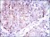 CD7 Primary Antibody MP30503 [M4D4F8]