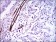 GSC Primary Antibody MP30504 [M4C5D5]