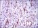 GSC Primary Antibody MP30504 [M4C5D5]