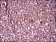 MCAM Primary Antibody MP30505 [M6C3E6]