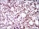 TWIST1 Primary Antibody MP30506 [M10E4E6]