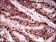 TWIST1 Primary Antibody MP30506 [M10E4E6]