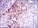 FLT3 Primary Antibody MP30507 [M7B7C3]