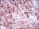 FLT3 Primary Antibody MP30507 [M7B7C3]