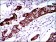 BRCA1 Primary Antibody MP30509 [M6C6D2]