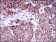 ZFP42 Primary Antibody MP30510 [M5E11E7]