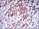 CFLAR Primary Antibody MP30511 [M7A3D12]