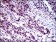 CFLAR Primary Antibody MP30511 [M7A3D12]