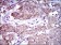ALCAM Primary Antibody  MP30512 [M8E12C7]