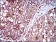 ZFP42 Primary Antibody MP30513 [M5E11A6]