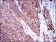 ZFP42 Primary Antibody MP30513 [M5E11A6]