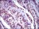NAPSA Primary Antibody MP30515 [M10C4B8]