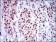 NAPSA Primary Antibody MP30515 [M10C4B8]